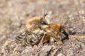 Colletes cunicularius mating.jpg